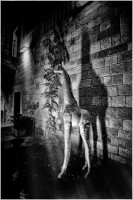 /album/fotogaleria-fotos-b-n/a5t-640x480-jpg/